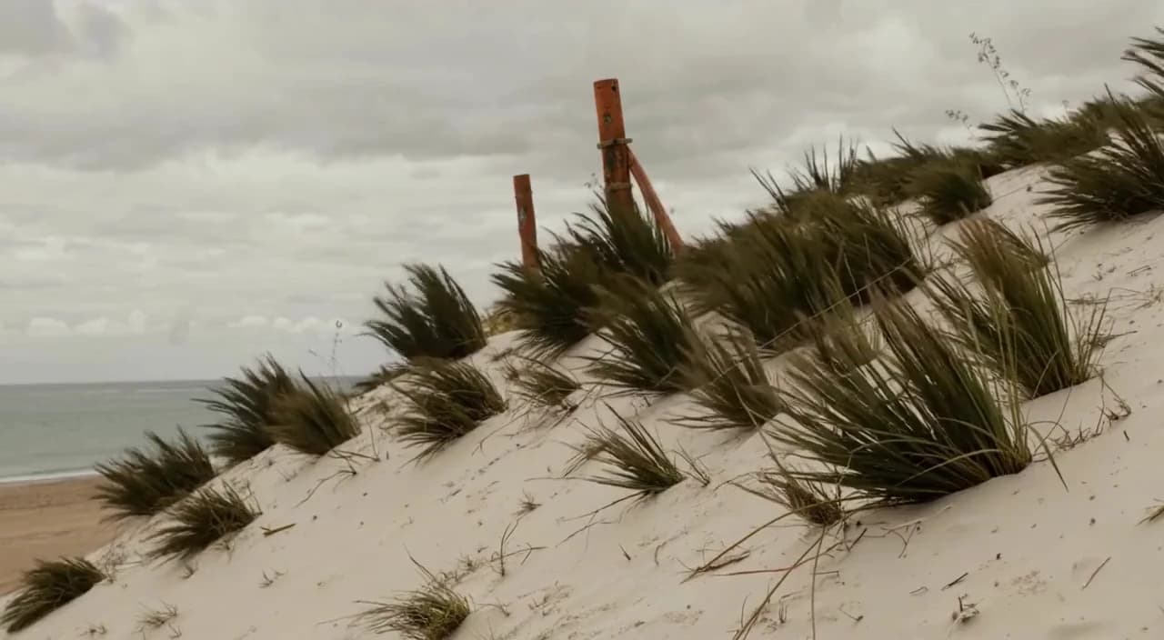 Wind Across Dune Grass