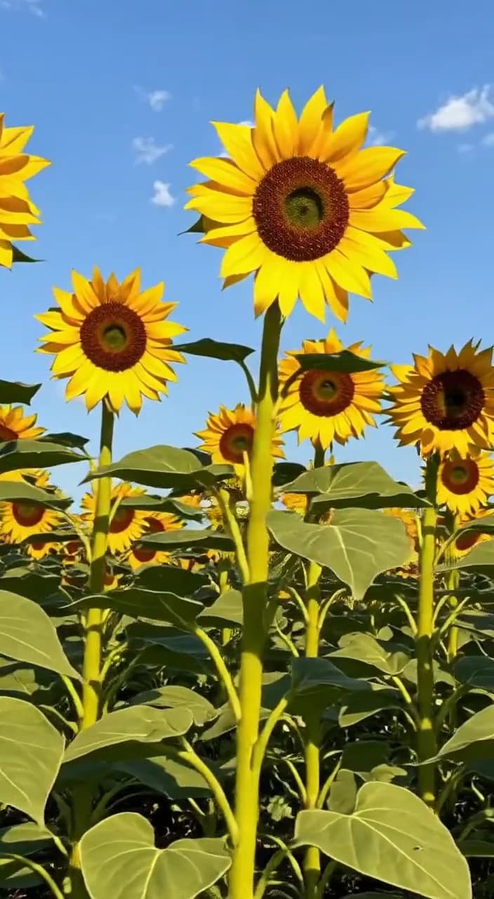 Sunflowers Swaying Low Angle